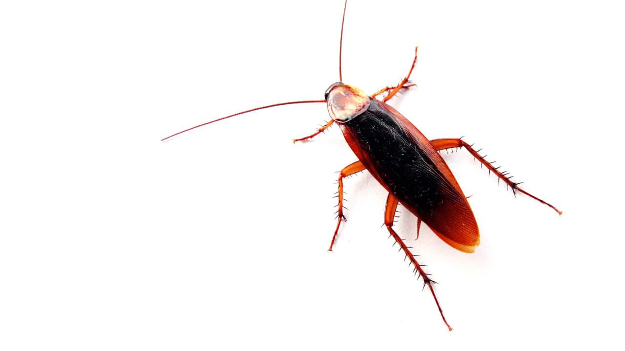 American Cockroach Palmetto Bug