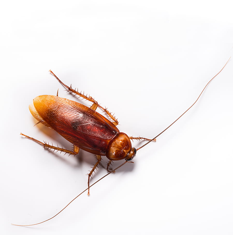 American Cockroach