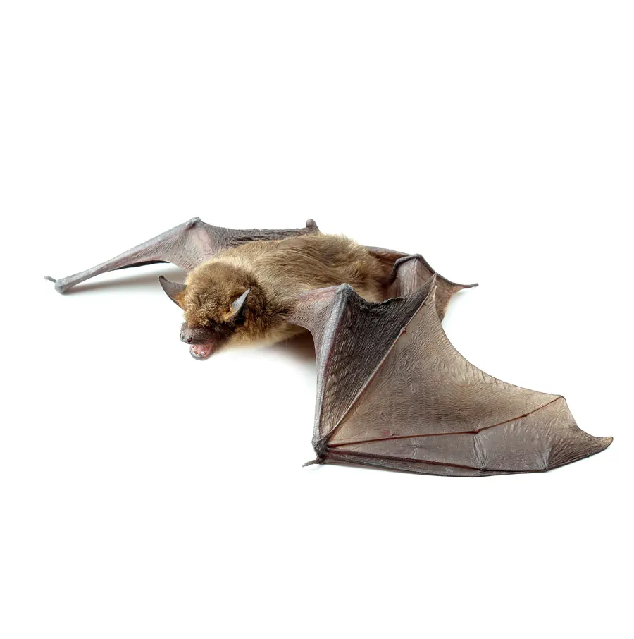 La Grande Chauve Souris Brune La Grande Chauve Souris Brune
