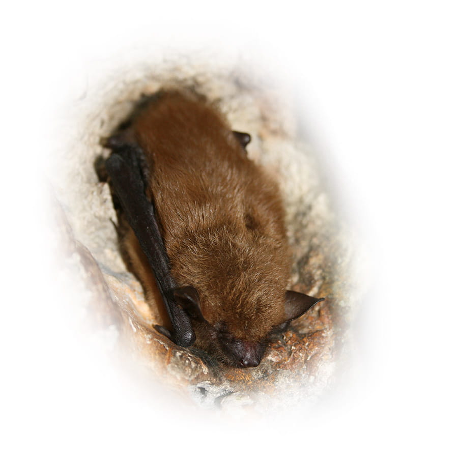 Chauve Souris Dans Ma Maison Ventana Blog