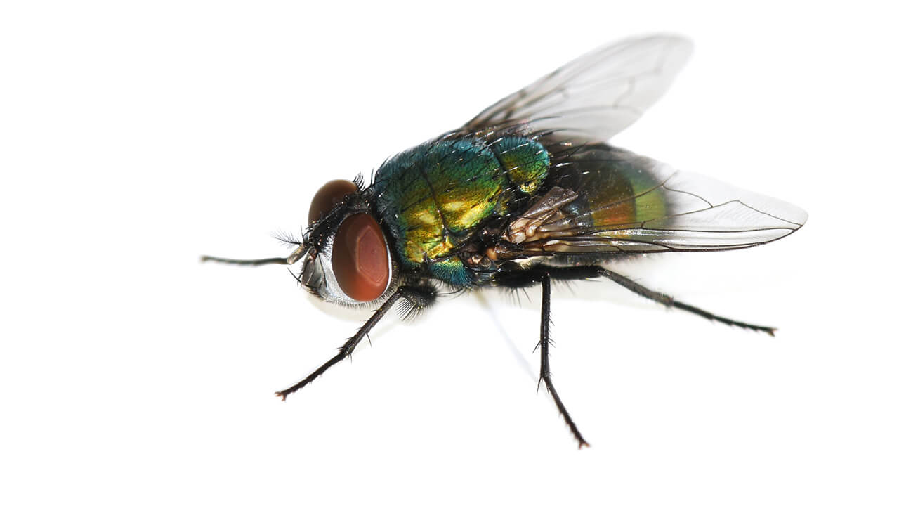 Botte fly top