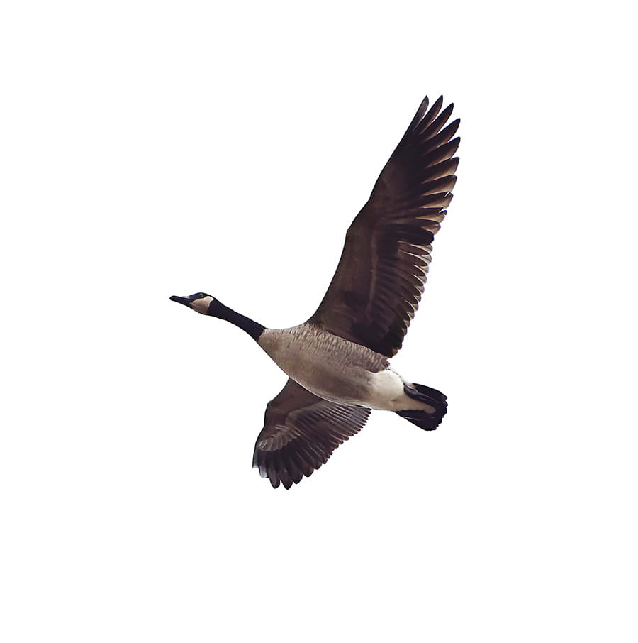 Canada goose top quote zip