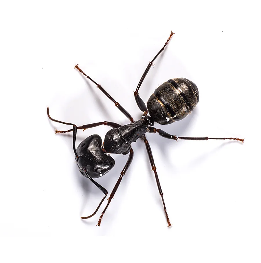 La fourmis charpentière