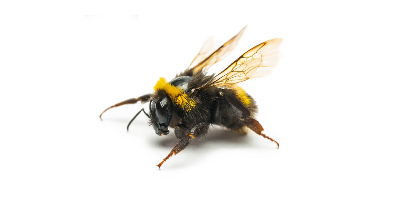 Carpenter Bee