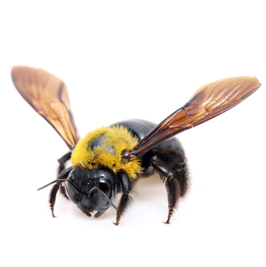 L’abeille charpentière