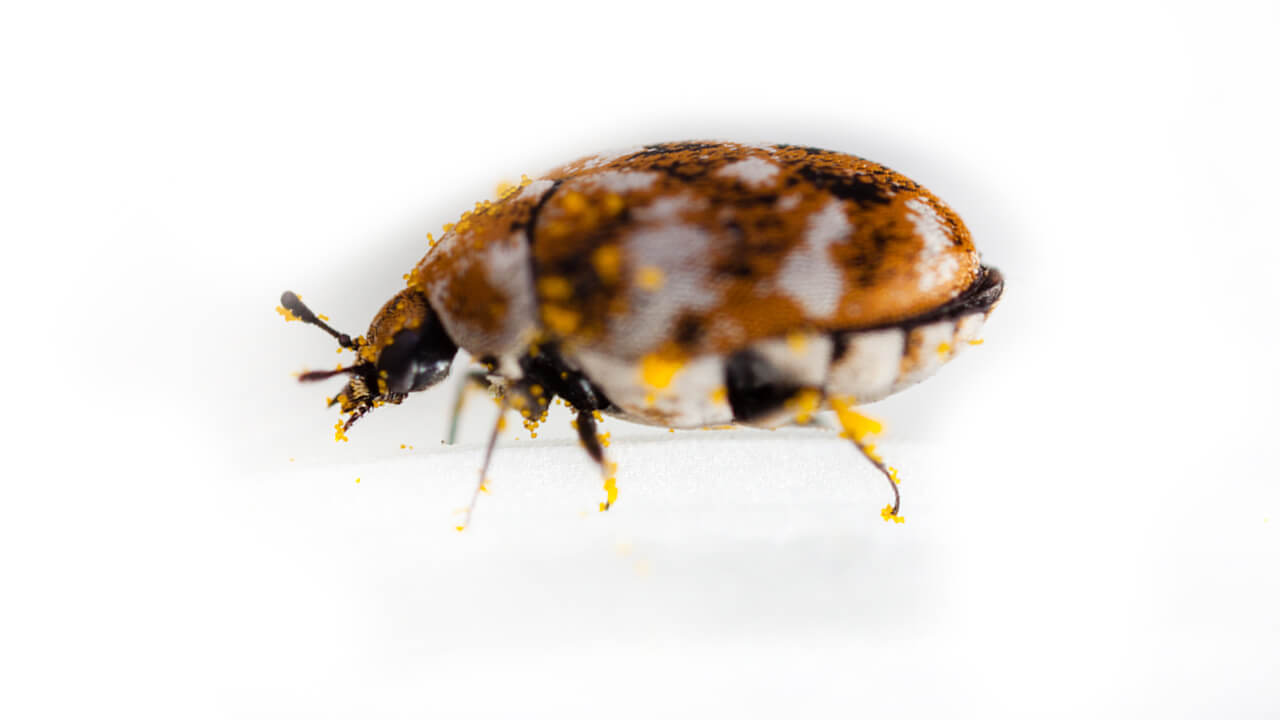 Carpet Beetle