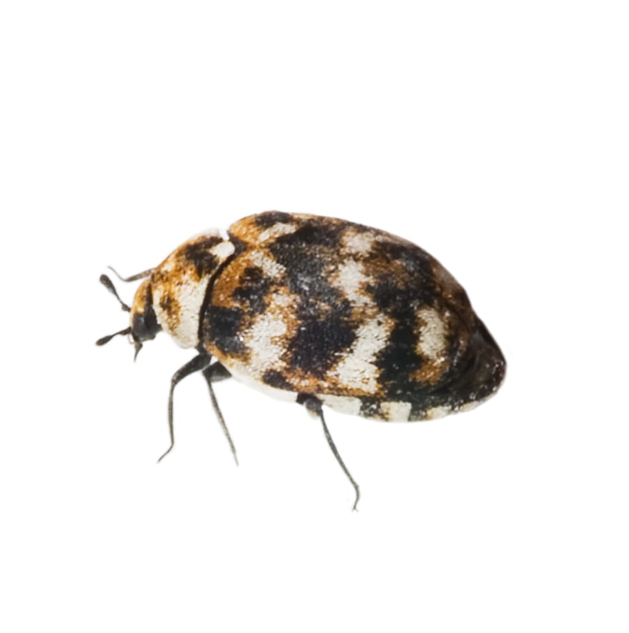 Carpet Beetles Treatment & Control