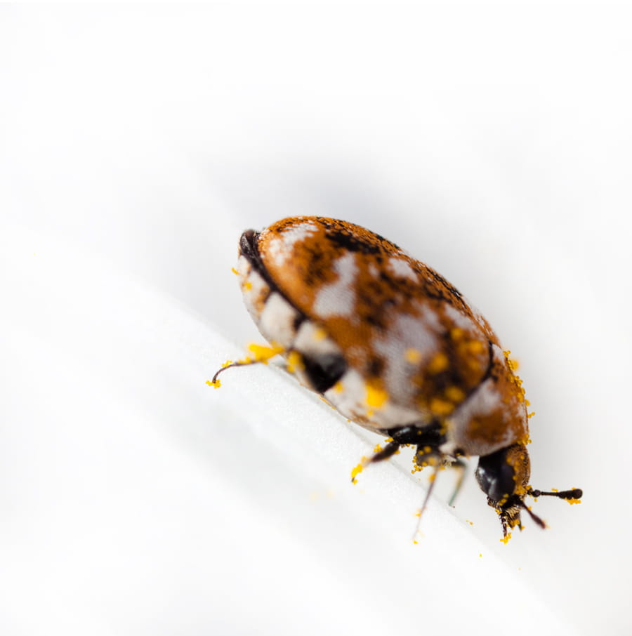 Interesting Facts About Carpet Beetles