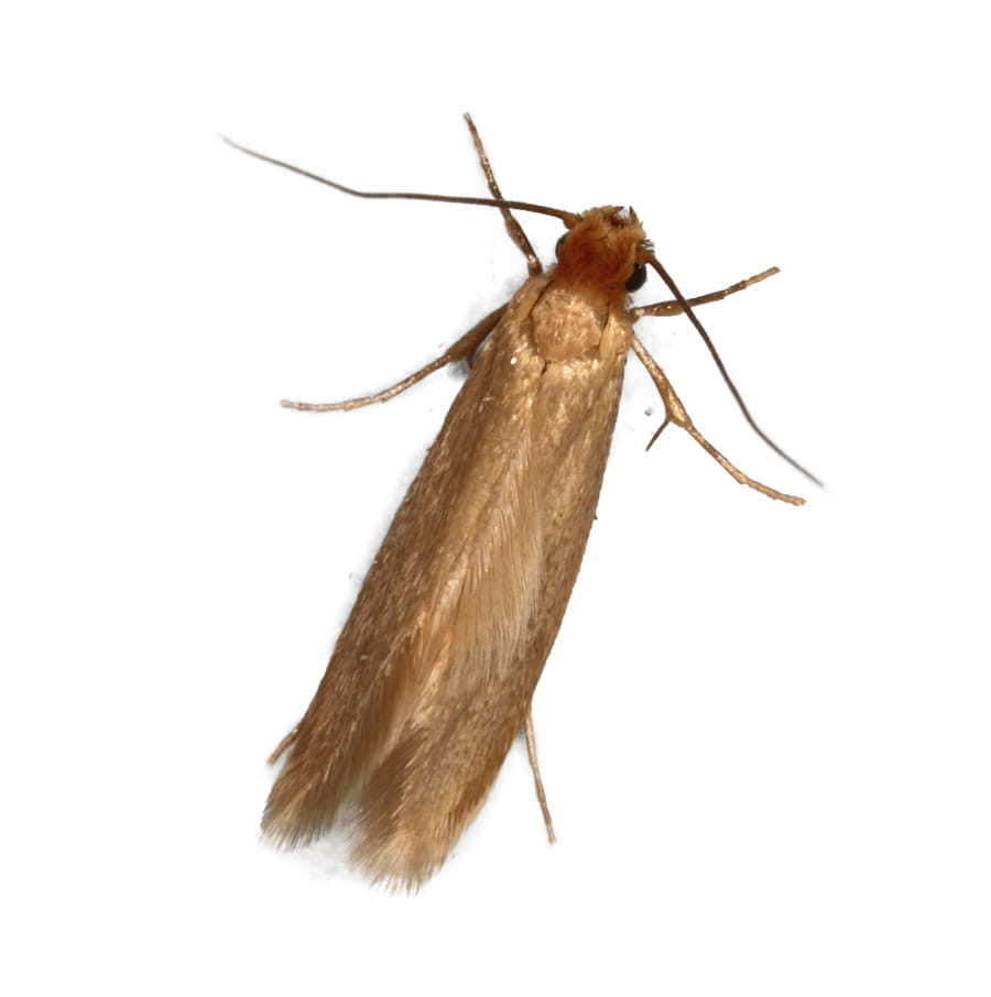 https://www.abellpestcontrol.com/-/media/Abell/Pest/Pest-Images/Clothes-Moth/Pest-images/Img2_900x906_Left_ClothesMoth_rev18April2019.jpg?rev=6aee15b2b32943208355300b60641867