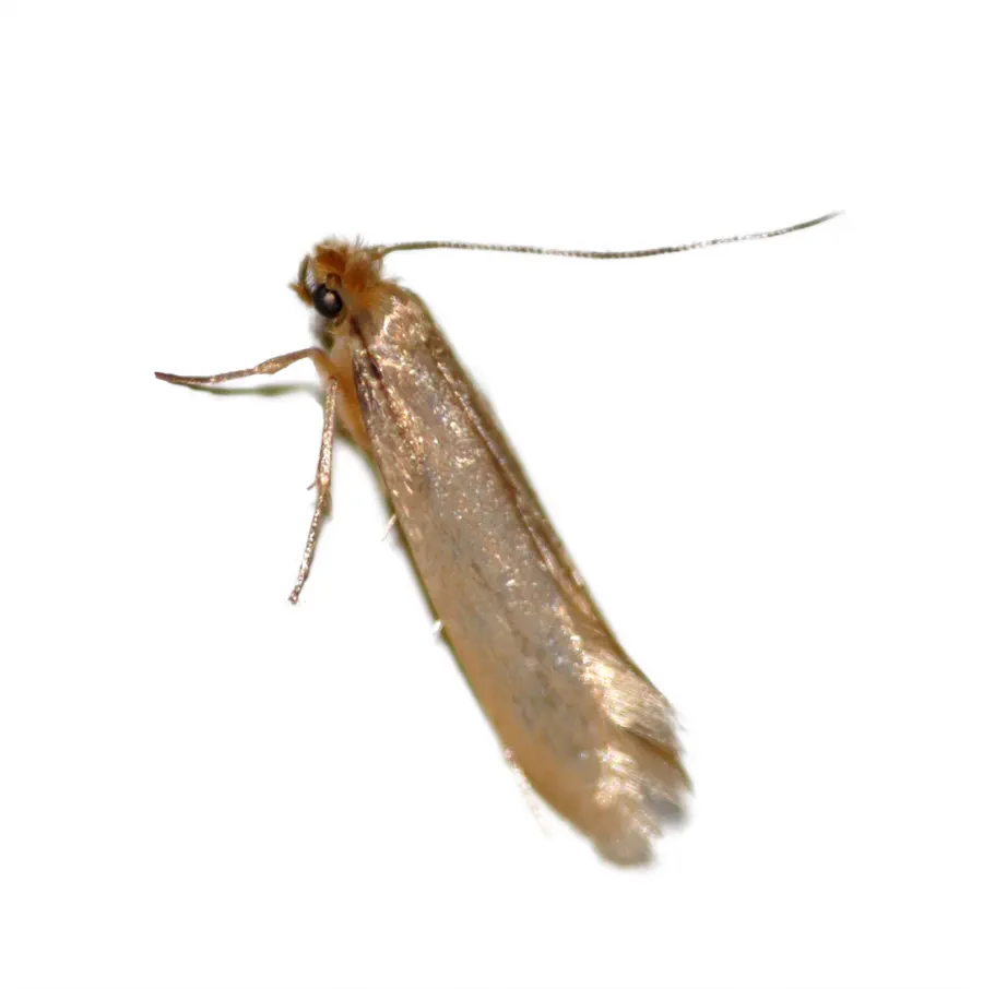 https://www.abellpestcontrol.com/-/media/Abell/Pest/Pest-Images/Clothes-Moth/Pest-images/Img4_900x906_Right_ClothesMoth_rev18April2019.jpg?rev=97b9600b50b444e78e90965d30c1e001