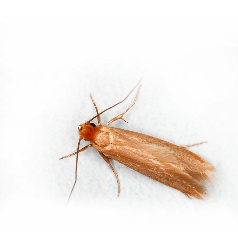 https://www.abellpestcontrol.com/-/media/Abell/Pest/Pest-Images/Clothes-Moth/Pest-images/Pest_900x906_ClothesMoth_2.jpg?rev=-1