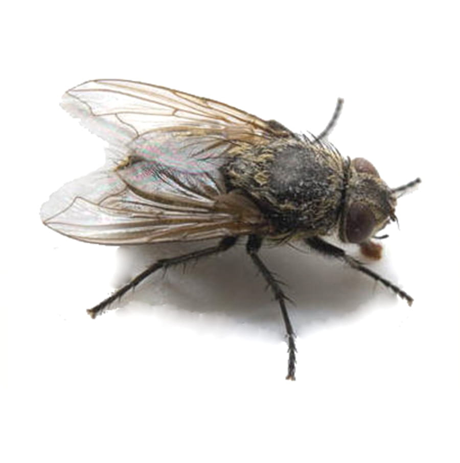 https://www.abellpestcontrol.com/-/media/Abell/Pest/Pest-Images/Cluster-Fly/Pest-images/Pest_900x906_Fly_Cluster_1.jpg?rev=-1