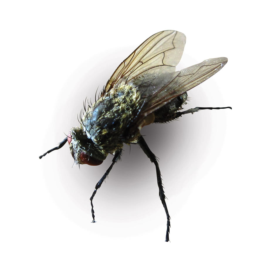 https://www.abellpestcontrol.com/-/media/Abell/Pest/Pest-Images/Cluster-Fly/Pest-images/Pest_900x906_Fly_Cluster_3.jpg?rev=-1