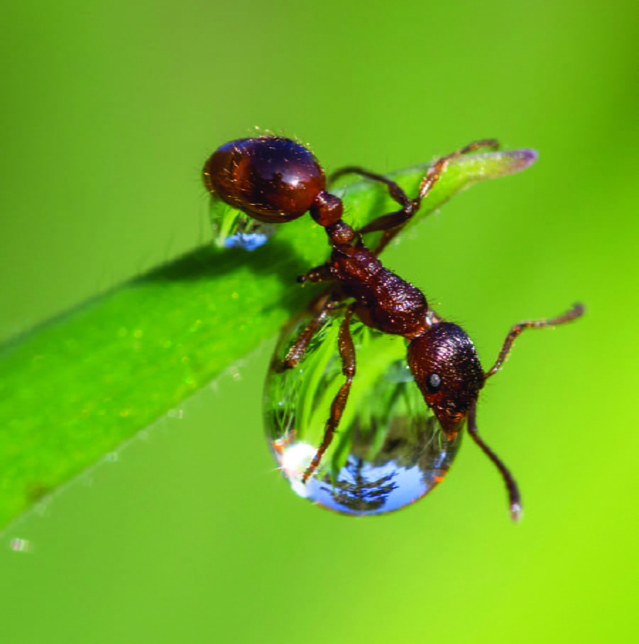 European Fire Ant