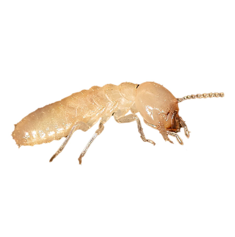 Formosan termites shop