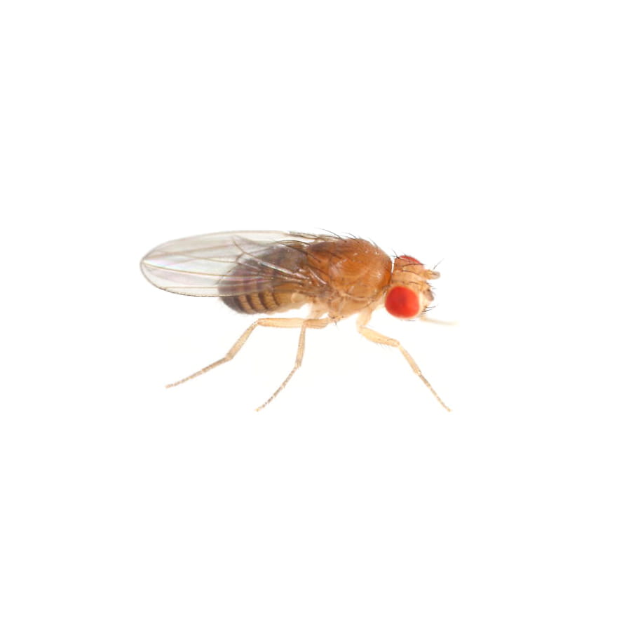 https://www.abellpestcontrol.com/-/media/Abell/Pest/Pest-Images/Fruit-Fly/Pest-images/Img3_900x906_Cenre_FruitFly_rev16April2019.jpg?rev=c25b6e6b806c4c708270679927224f11