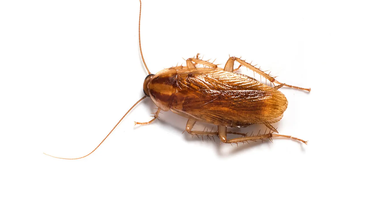 German Coockroach German Cockroach