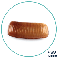 German Cockroach Eggcase