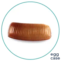 German Cockroach Eggcase