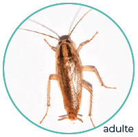 Adult German Cockroach