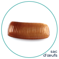 German Cockroach Eggcase
