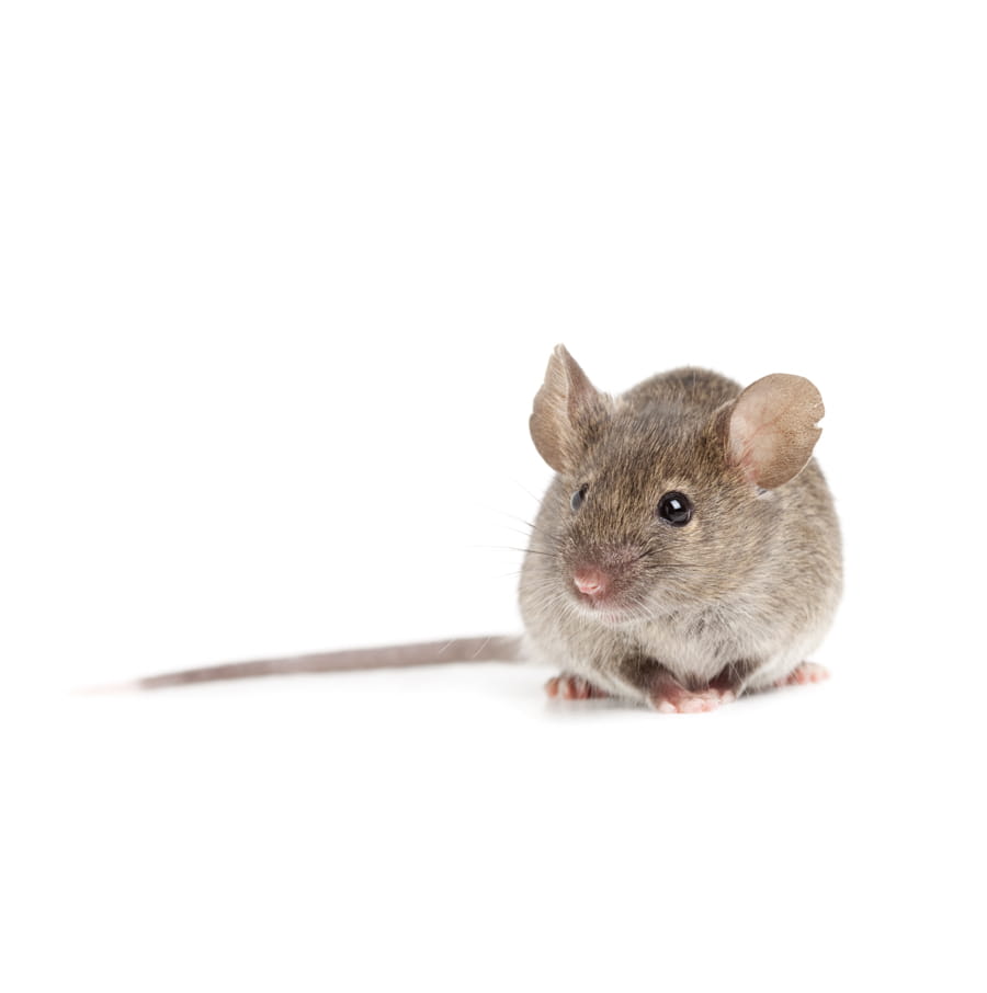 https://www.abellpestcontrol.com/-/media/Abell/Pest/Pest-Images/House-Mouse/Pest-images/Img3_900x906_Centre_HouseMouse_GettyImage000012068693_rev30April2019.jpg?rev=9e7aed52f3de4a44accc135bd6b5b47b