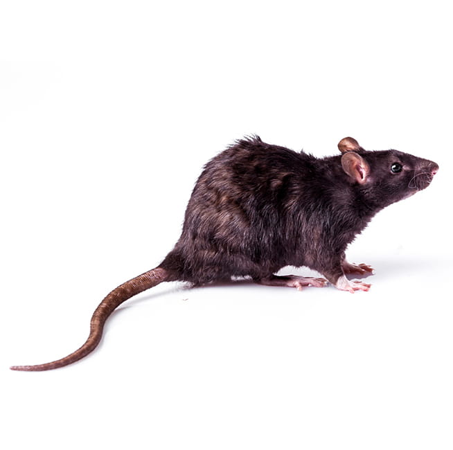 Norway Rat