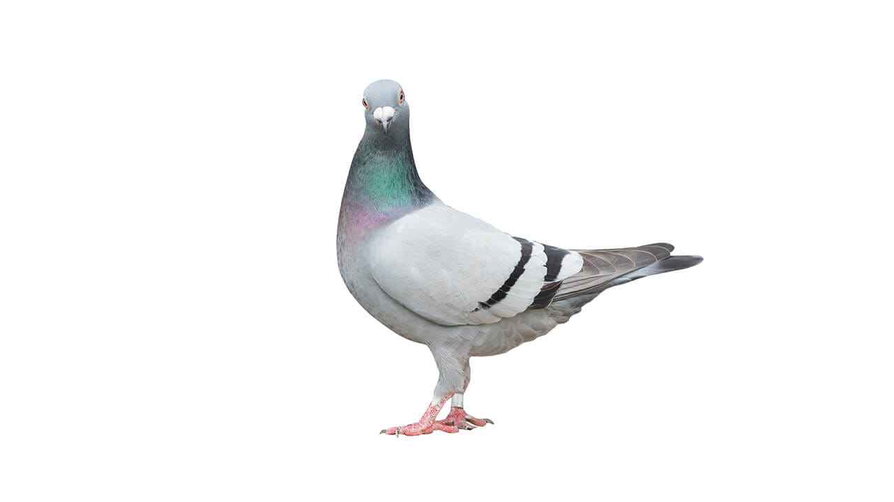 Pigeon