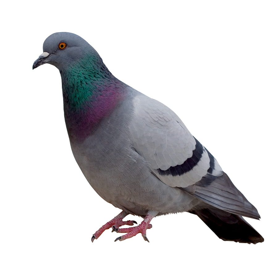 Pigeon (Rock Doves)