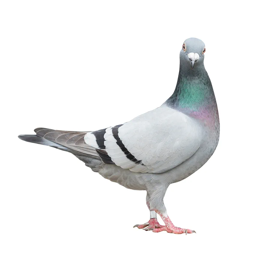 Pigeon