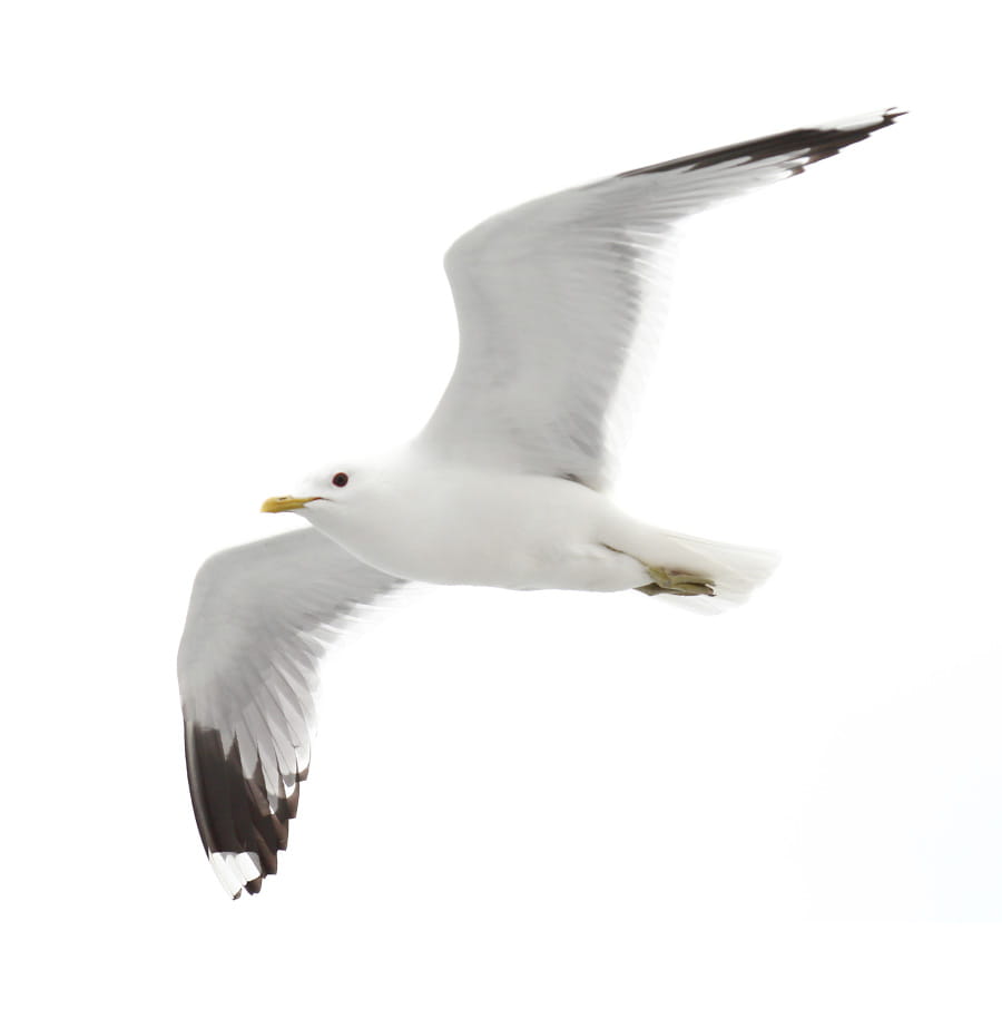 Bruitage Mouette La mouette