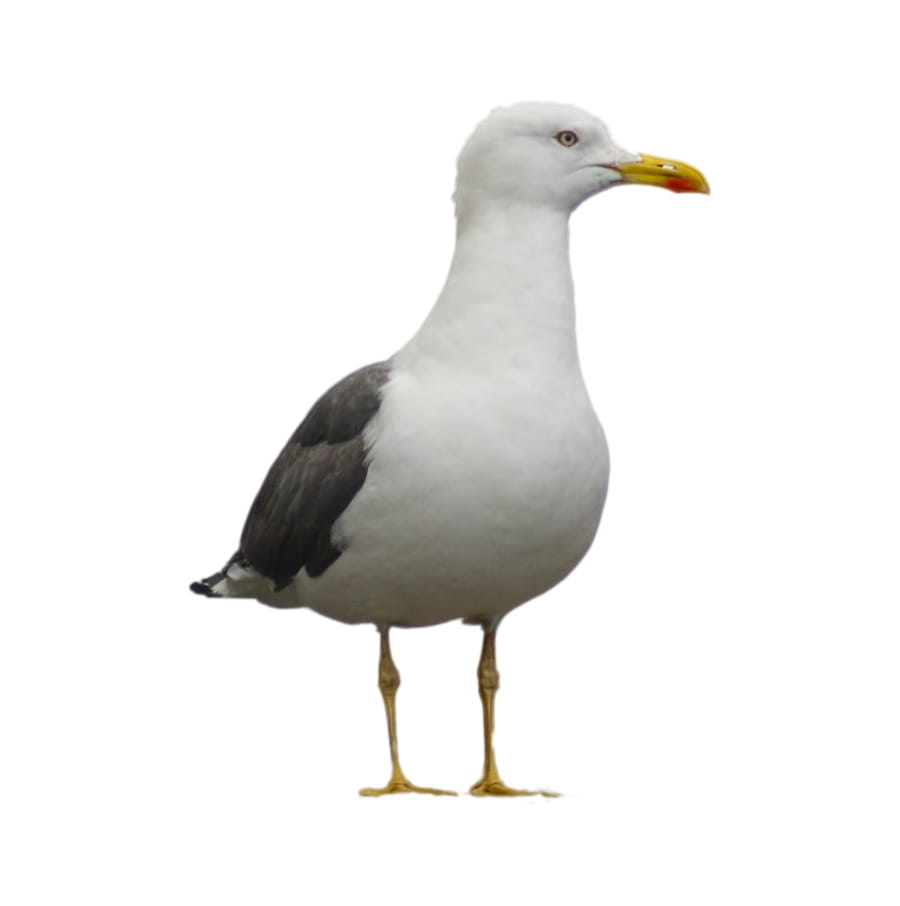 Seagulls