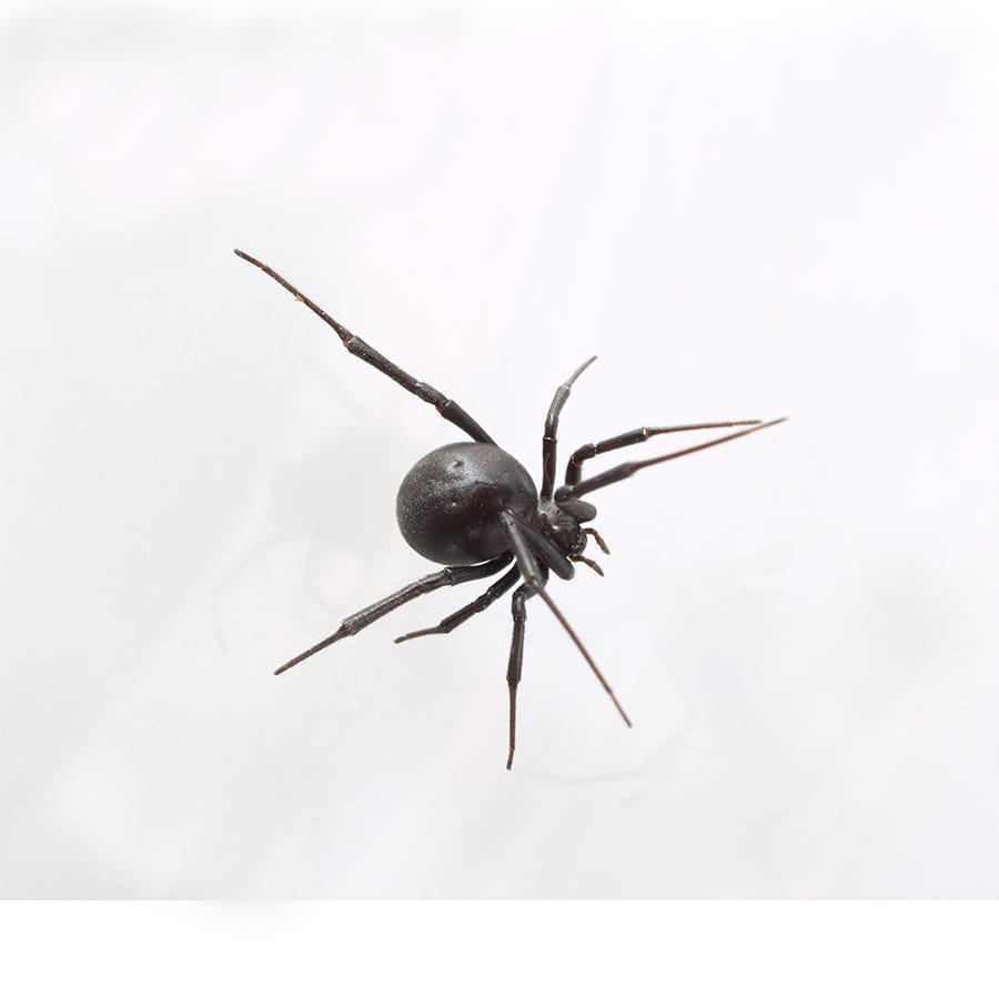 Venomous Spiders & Insects in Georgia: Identification & First Aid
