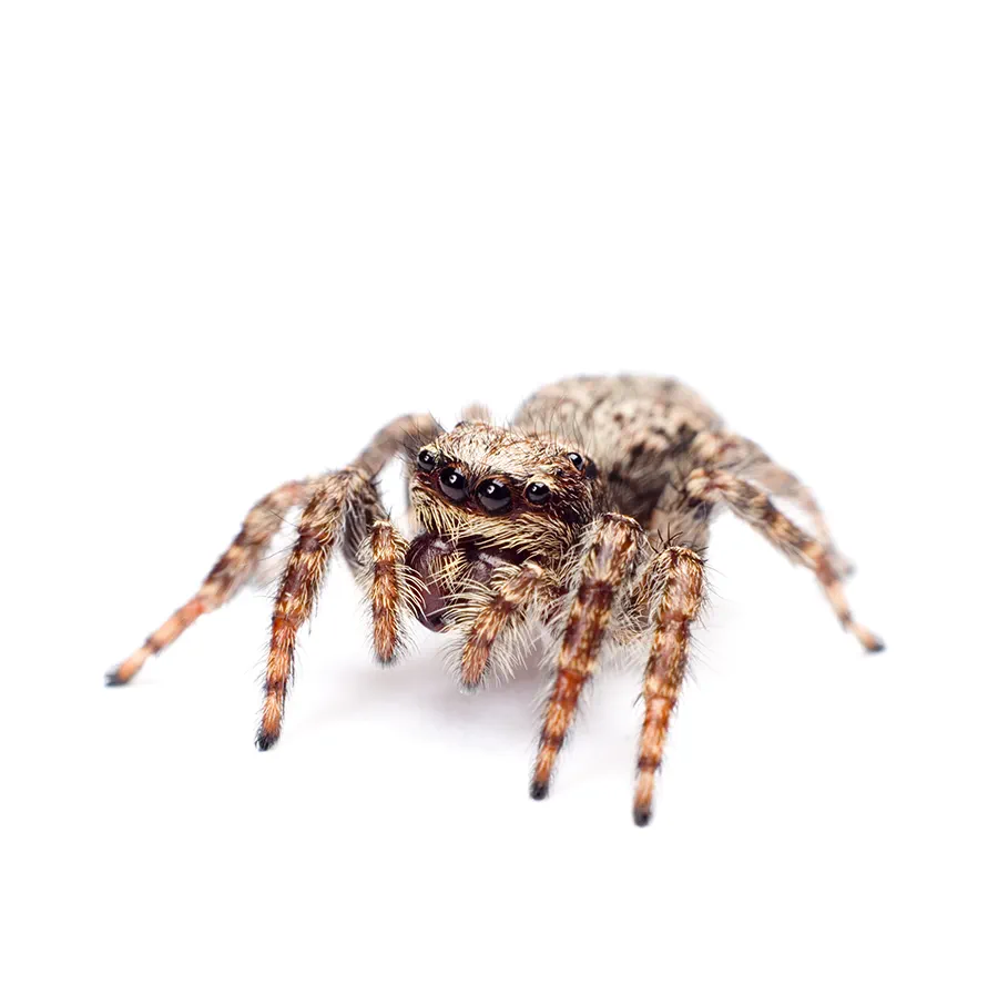 Are jumping spiders dangerous? - Rove Pest COntrol
