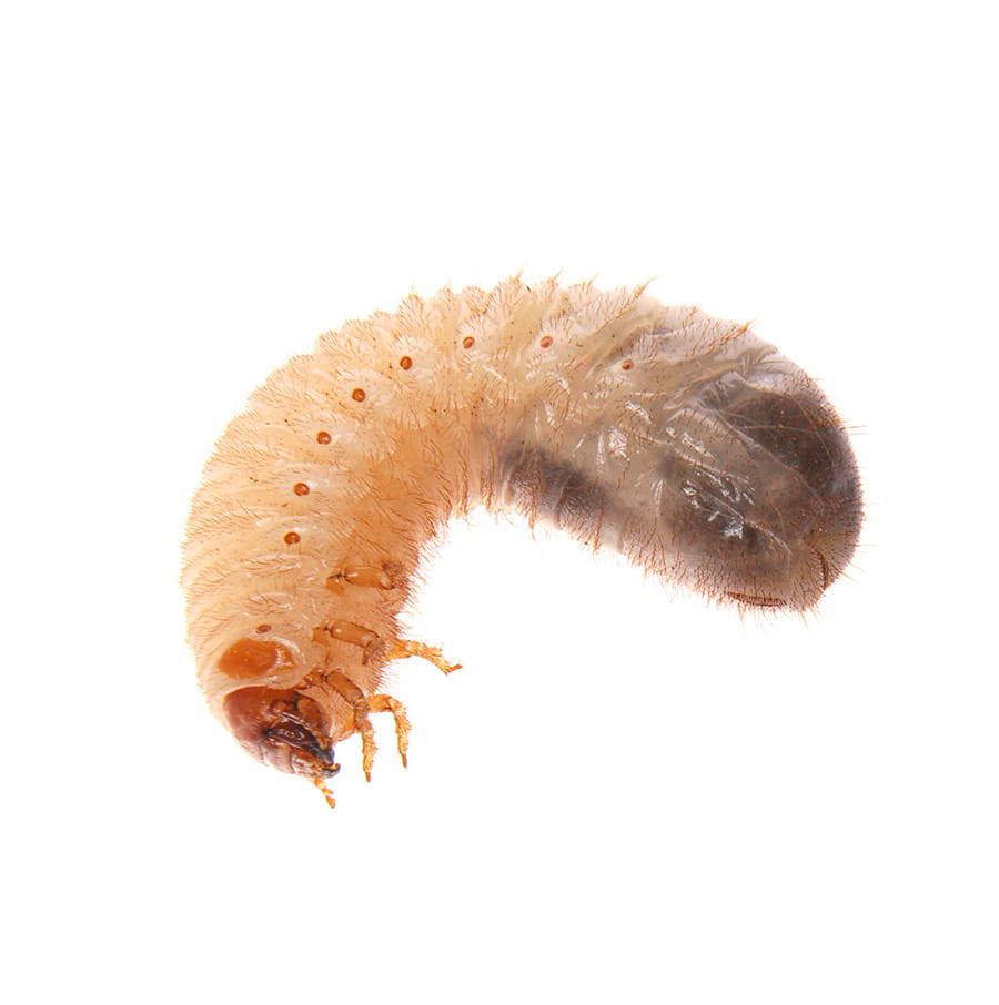 Grubs insect shop