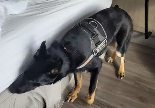K9 Inspection /> </p>
</div>
<div class=