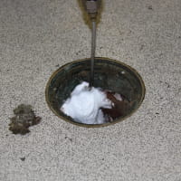 Fly Control In Drain