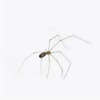 Cellar Spider