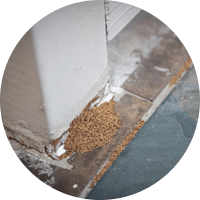 Termite Damage