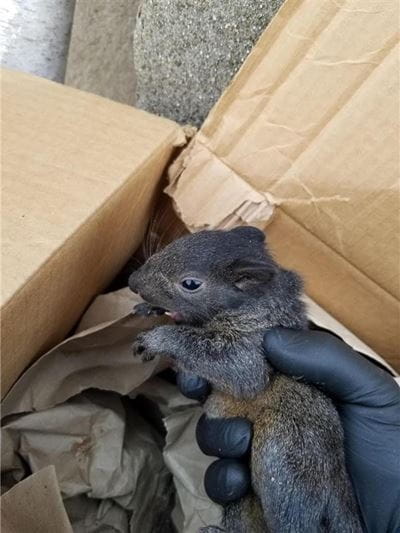 Baby Squirrel Full Size