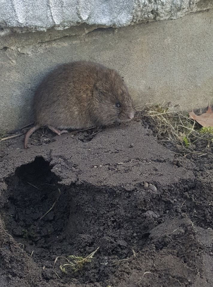 Vole Image Full Size