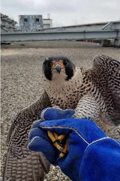 Rescued Falcon